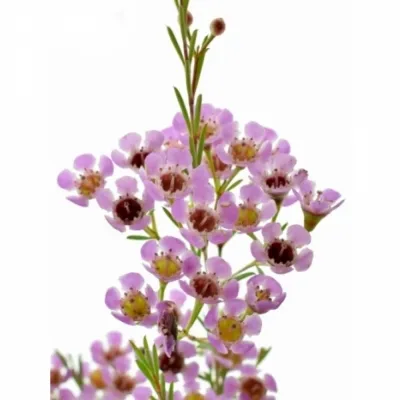 Voskáč UNCINATUM SWEET DORON 50cm/30g