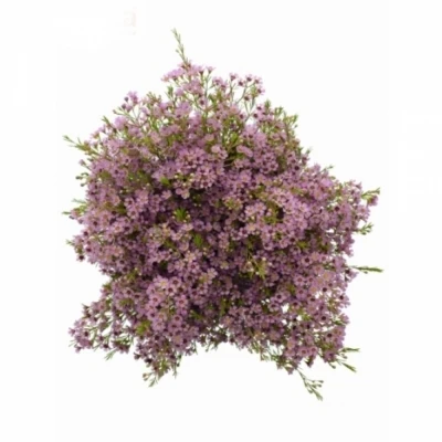 Voskáč UNCINATUM SWEET DORON