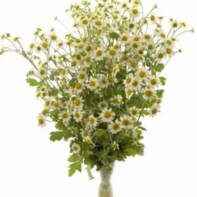 Řimbaba PARTHENIUM WHITE VEGMO 50cm/625g