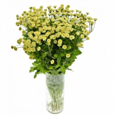 Vratič obecný PA YELLOW VEGMO