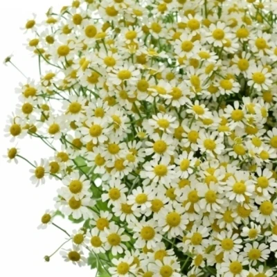 Vratič PARTHENIUM VICTORY ENKEL