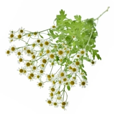 Vratič PARTHENIUM VICTORY ENKEL