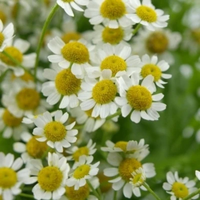 Vratič PARTHENIUM VICTORY ENKEL