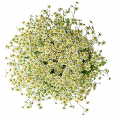 Vratič PARTHENIUM VICTORY ENKEL