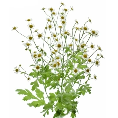 Vratič PARTHENIUM VICTORY ENKEL