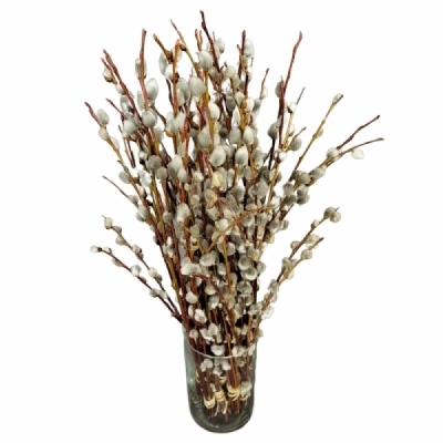 Vrba CAPREA SNOW FLAKE