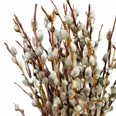 Vrba CAPREA SNOW FLAKE