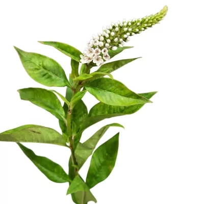 Vrbina CLETHROIDES 55cm