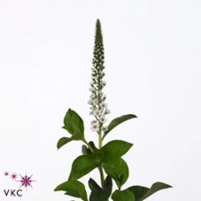 Vrbina ELISABETH 70cm