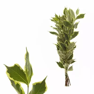 Weigela ELSTEAD 60cm