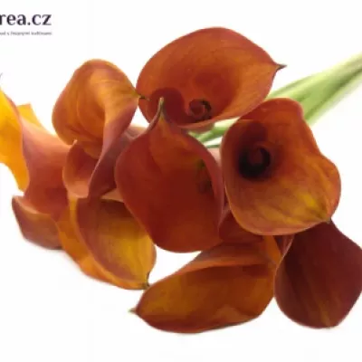 Kala AE HOT SHOT 70cm