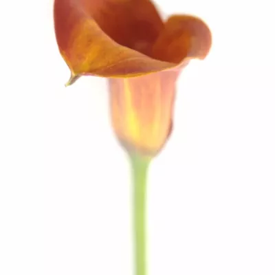 Kala AE HOT SHOT 70cm