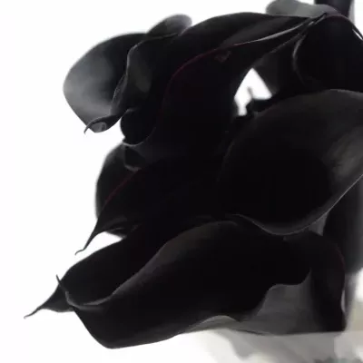 ZANTEDESCHIA BLACK STAR