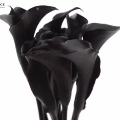 ZANTEDESCHIA BLACK STAR
