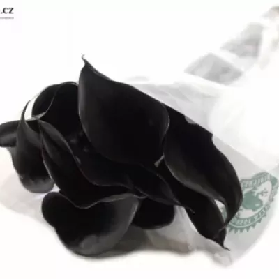 ZANTEDESCHIA BLACK STAR