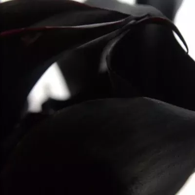 ZANTEDESCHIA BLACK STAR