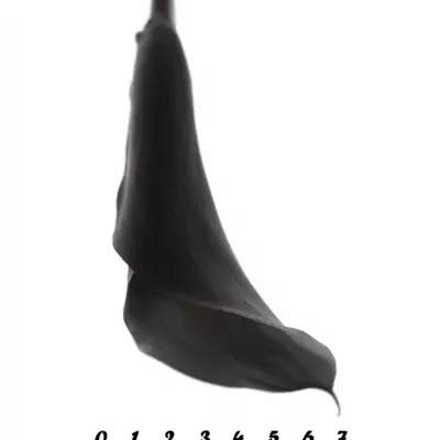 ZANTEDESCHIA BLACK STAR