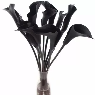 ZANTEDESCHIA BLACK STAR