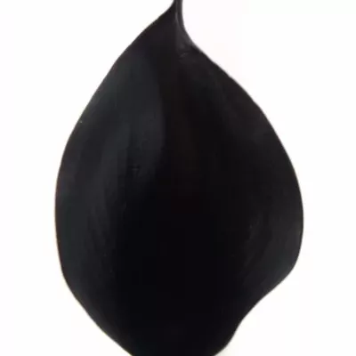 ZANTEDESCHIA BLACK STAR