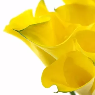 ZANTEDESCHIA CAPTAIN AGUILA