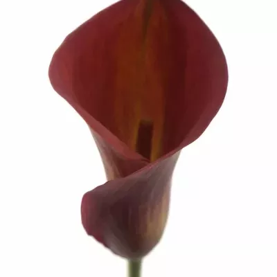 Kala CAPTAIN MONZA 40cm