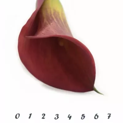 Kala CAPTAIN MONZA 40cm