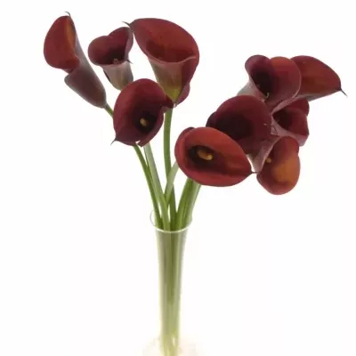 Kala CAPTAIN MONZA 40cm