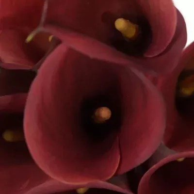 Kala CAPTAIN MONZA 40cm