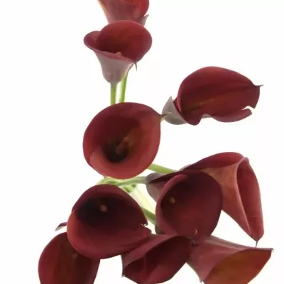 Kala CAPTAIN MONZA 40cm