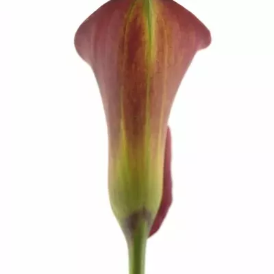 Kala CAPTAIN MONZA 40cm