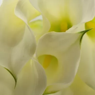 Kala CAPTAIN RIALTO 50cm