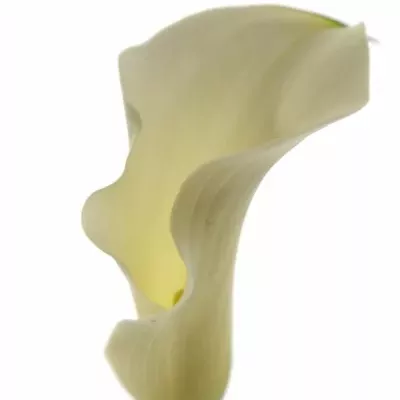 Kala CAPTAIN RIALTO 50cm