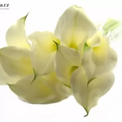 Kala CAPTAIN RIALTO 50cm