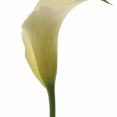 Kala CAPTAIN RIALTO 50cm