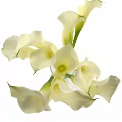 Kala CAPTAIN RIALTO 50cm