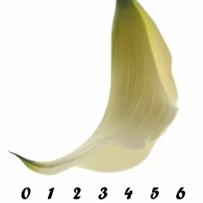 Kala CAPTAIN RIALTO 50cm