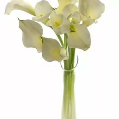 Kala CAPTAIN RIALTO 50cm