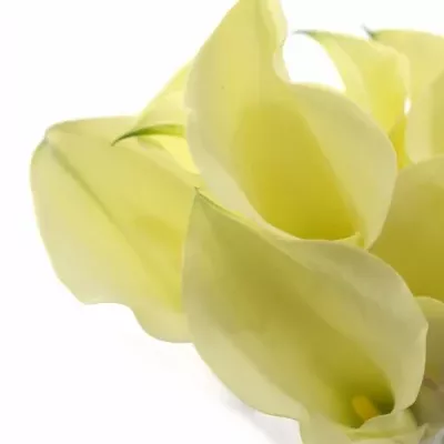 ZANTEDESCHIA CHANTILLY 