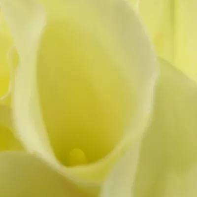 ZANTEDESCHIA CHANTILLY 