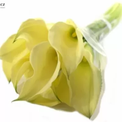 ZANTEDESCHIA CHANTILLY 