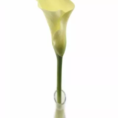 ZANTEDESCHIA CHANTILLY 