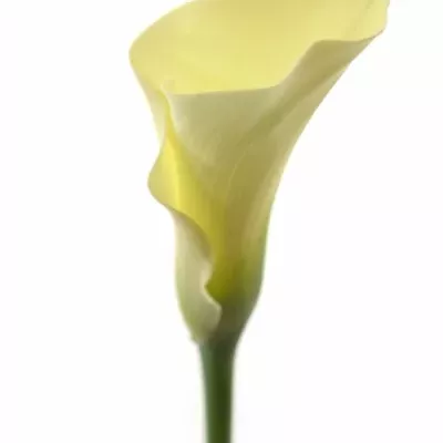ZANTEDESCHIA CHANTILLY 
