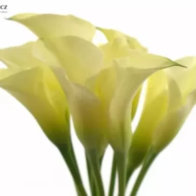 ZANTEDESCHIA CHANTILLY 