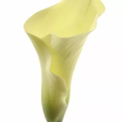 ZANTEDESCHIA CHANTILLY 