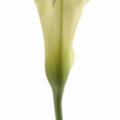 ZANTEDESCHIA CHANTILLY 