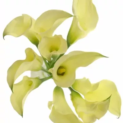 ZANTEDESCHIA CHANTILLY 