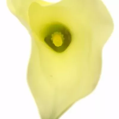 ZANTEDESCHIA CHANTILLY 