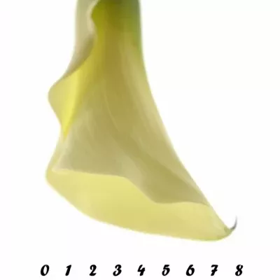 ZANTEDESCHIA CHANTILLY 