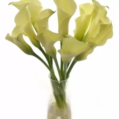 ZANTEDESCHIA CHANTILLY 