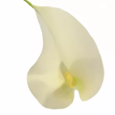 ZANTEDESCHIA CHILDSIANA